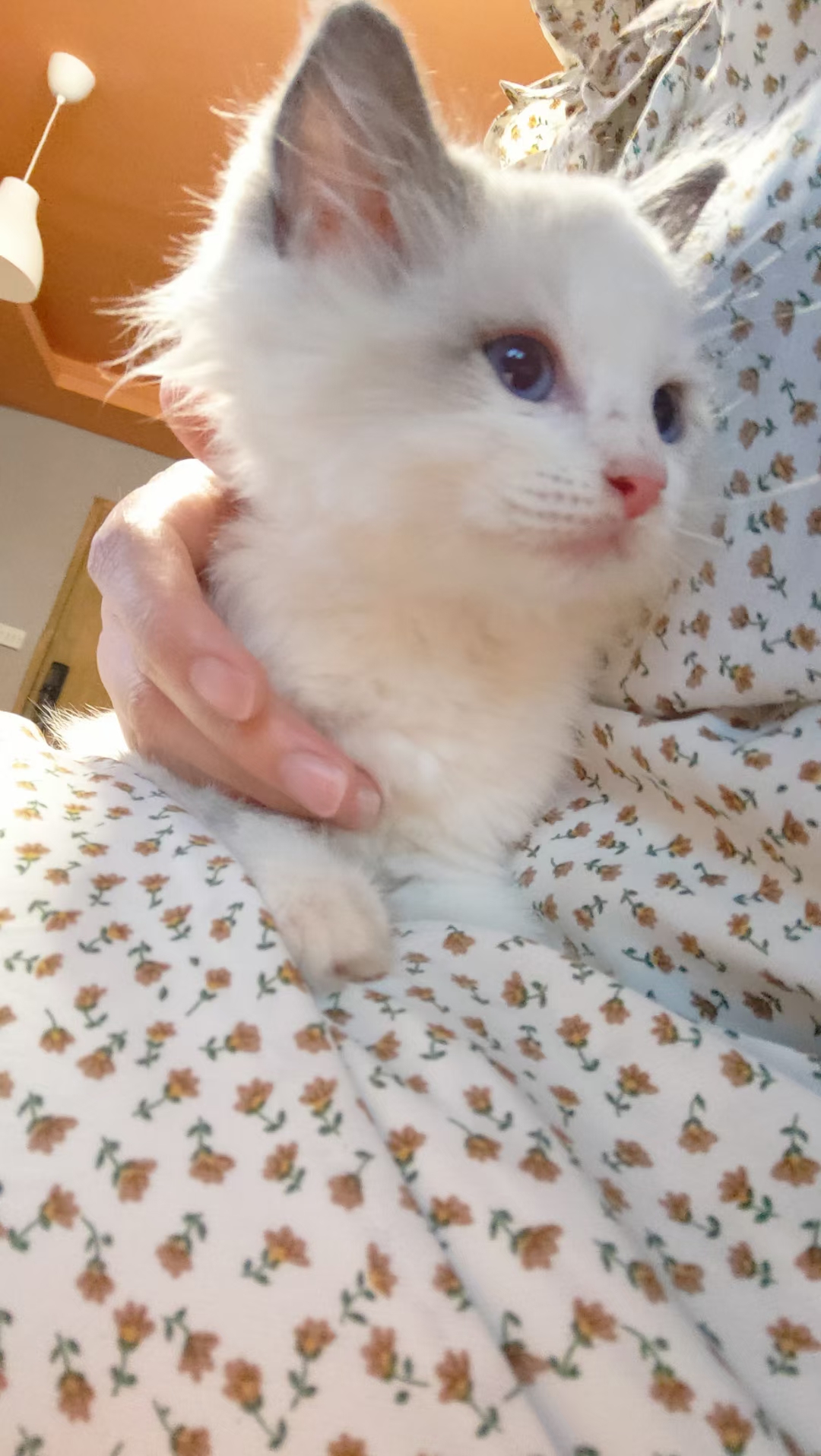 急急急出家养布偶幼猫,一窝六只,弟弟妹妹都有,可挑选,欢迎咨询